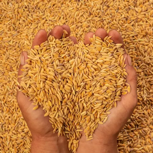 Raw Rice Grains