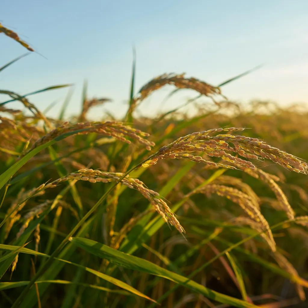 Paddy Field Selection